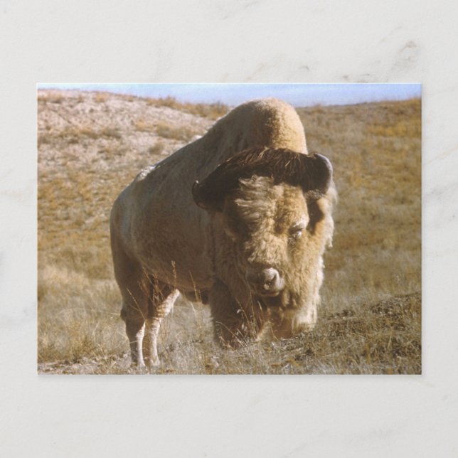 Postal bison Postcard (Anverso)