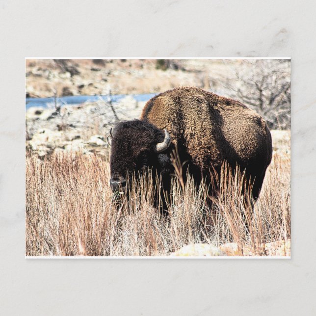 Postal Bison Postcard (Anverso)