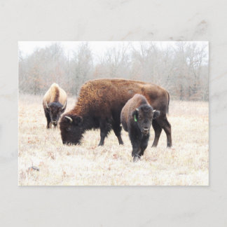 Postal Bison Prairie