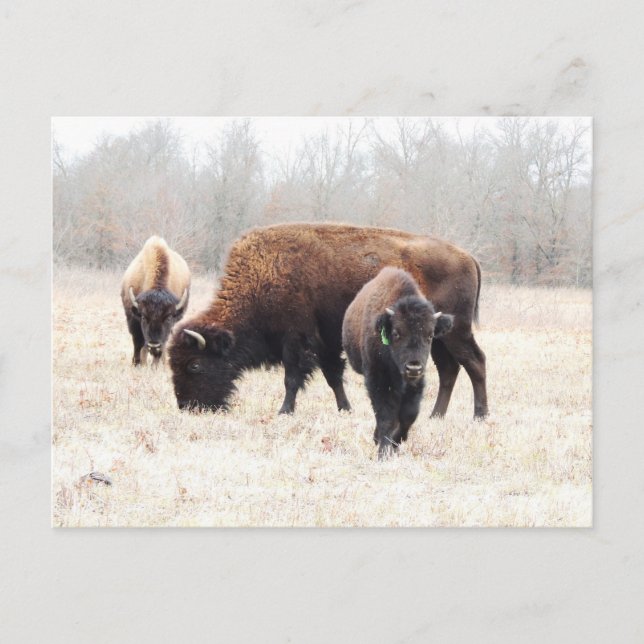 Postal Bison Prairie (Anverso)