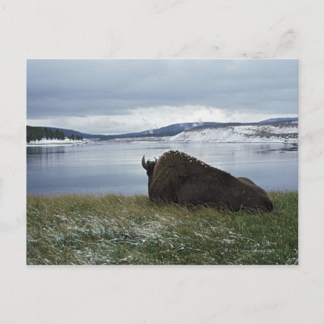 Postal Bison Rentando Por El Río Yellowstone Con Nieve (Anverso)