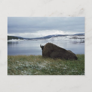 Postal Bison Rentando Por El Río Yellowstone Con Nieve