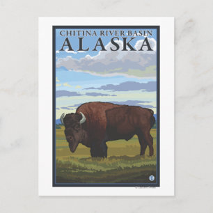 Postal Bison Scene - Cuenca del río Chitina, Alaska