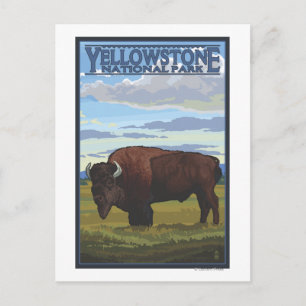 Postal Bison Scene - Parque nacional Yellowstone