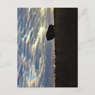 Postal Bison Silhouette Postcard