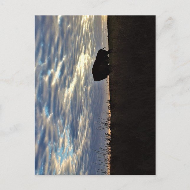 Postal Bison Silhouette Postcard (Anverso)