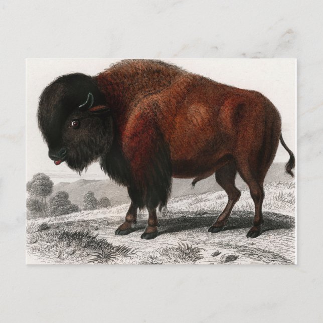 Postal Bison vintage ilustrado (Anverso)