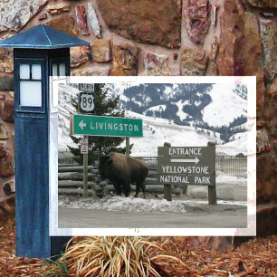 Postal BIson, Yellowstone Entrance, Gardiner, MT