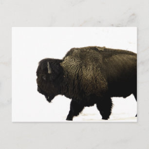 Postal bisonte