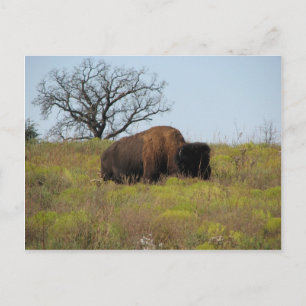 Postal Bisonte americano