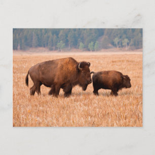 Postal Bisonte Americano (Bison bison) Vaca y Ternero