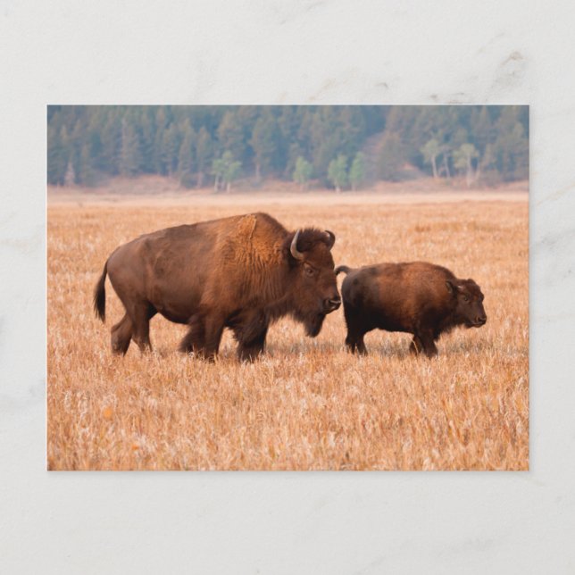 Postal Bisonte Americano (Bison bison) Vaca y Ternero (Anverso)