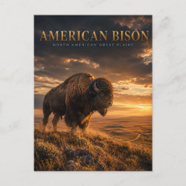 Postal Bisonte Americano Grandes Llanuras ANIMALES