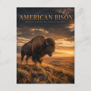 Postal Bisonte Americano Grandes Llanuras ANIMALES