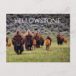 Postal Bisonte Búfalo del Parque Nacional Yellowstone