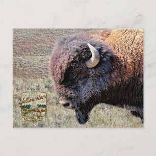 Postal Bisonte del Parque Nacional Yellowstone