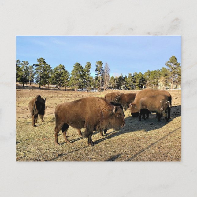 Postal Bisonte en Colorado (Anverso)