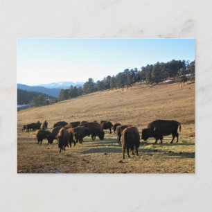 Postal Bisonte en Colorado