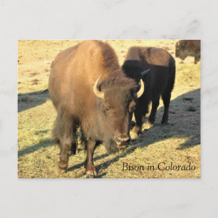 Postal Bisonte en Colorado