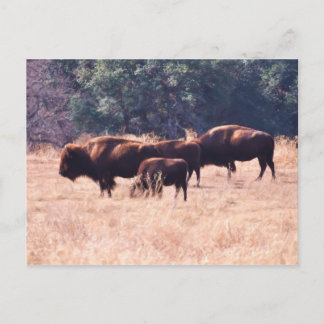 Postal Bisonte en el parque de LBJ