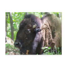 Bisonte, Parque Lone Elk, San Luis, Misuri
