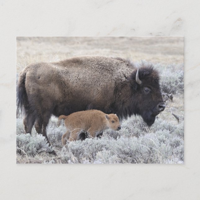 Postal Bisonte vaca y ternero, Yellowstone (Anverso)
