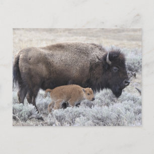 Postal Bisonte vaca y ternero, Yellowstone