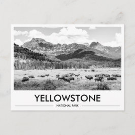 Postal Bisontes del Parque Nacional Yellowstone Blanco y 