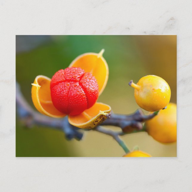 Postal Bittermo oriental (Anverso)