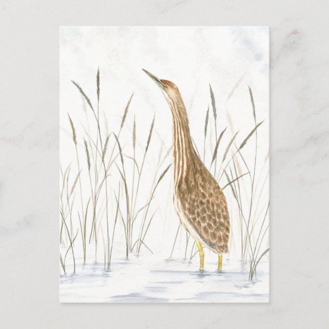 Postal Bittern de Estados Unidos (Anverso)