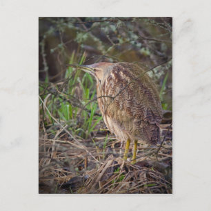 Postal Bittern norteamericano