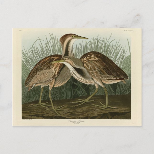 Postal Bittern norteamericano - de los pájaros de Estados (Anverso)
