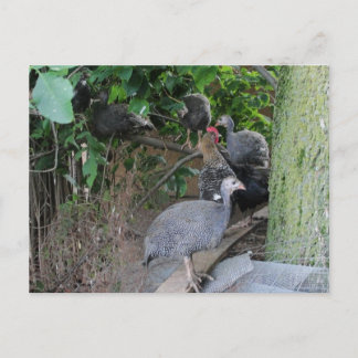 Postal bizcochos de guineas sentados en un árbol