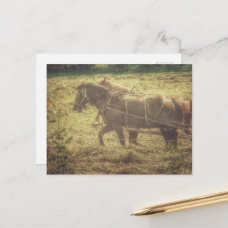 Postal Black and Sorrel Amish Horses Mowing Hay