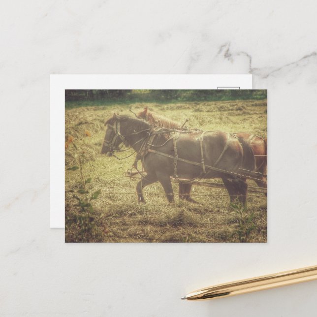 Postal Black and Sorrel Amish Horses Mowing Hay (Anverso/Reverso In Situ)