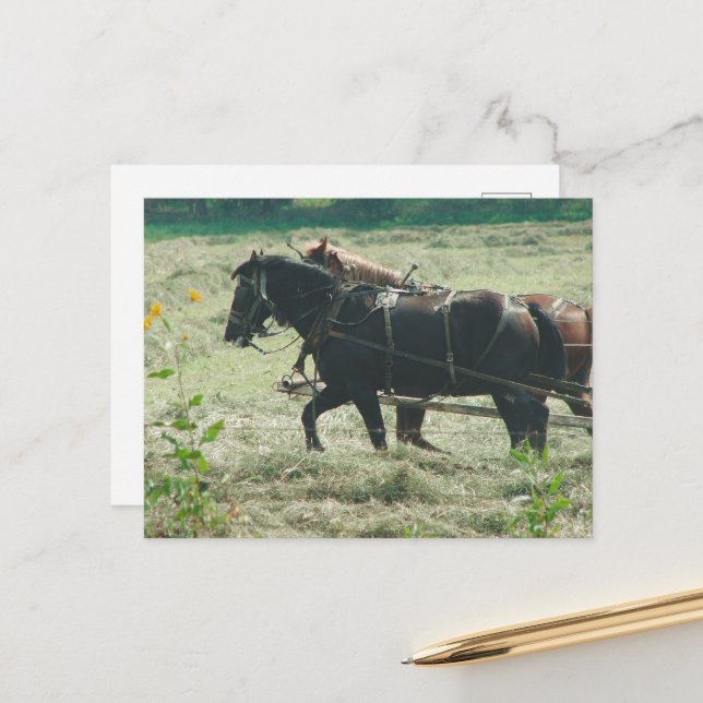 Postal Black and Sorrel Amish Horses Mowing Hay Kalona  (Anverso/Reverso In Situ)