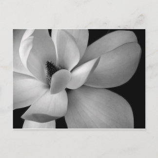 Postal black-and-white-flower-7256-hd-wallpapers.jpg
