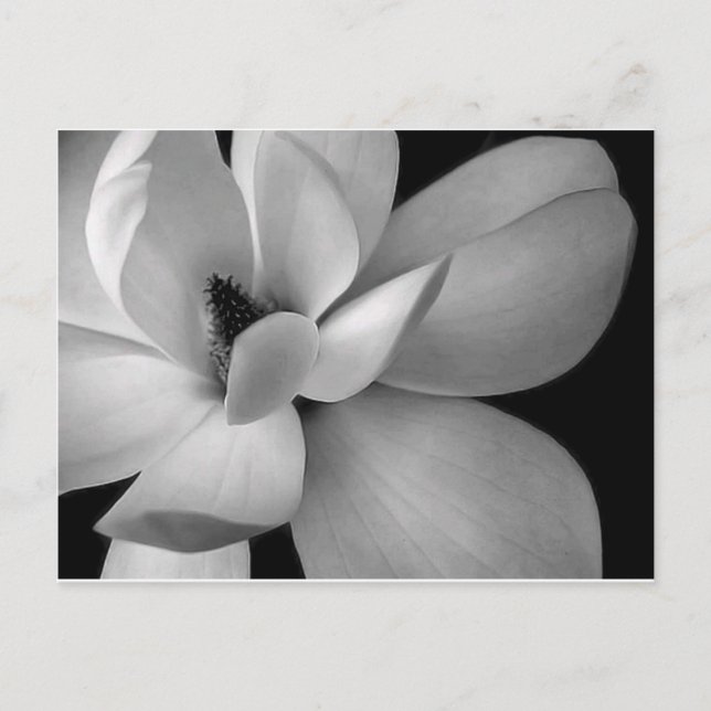Postal black-and-white-flower-7256-hd-wallpapers.jpg (Anverso)