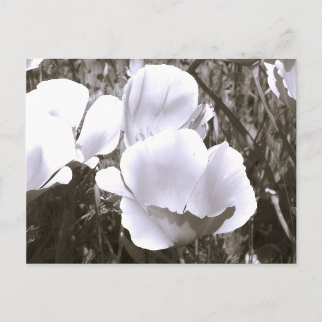 Postal Black and White Flower Elegant Postcard (Anverso)