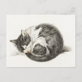 Postal Black and white pencil drawing of a sleeping cat