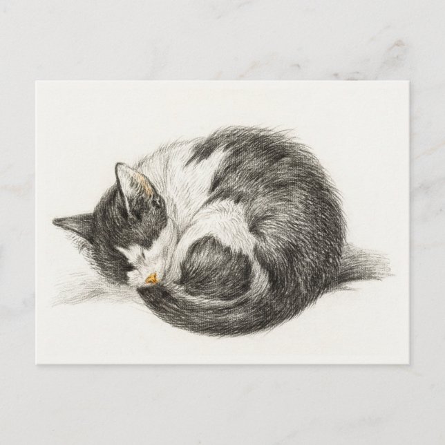 Postal Black and white pencil drawing of a sleeping cat (Anverso)