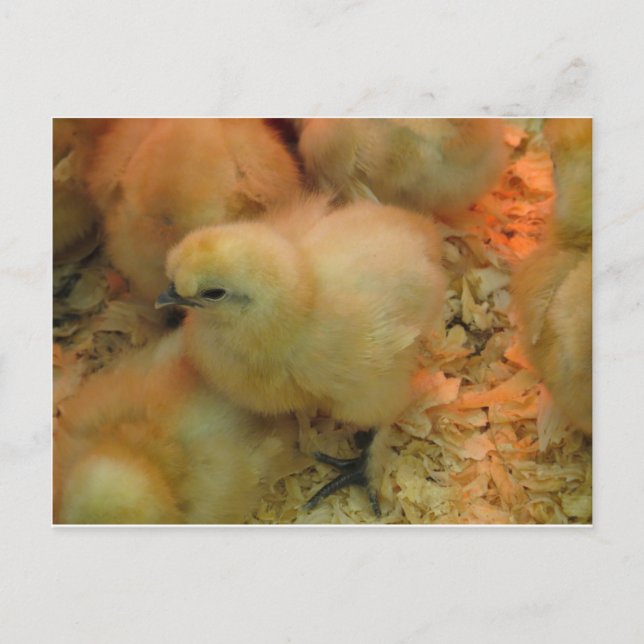 Postal Black Beak Chick (Anverso)