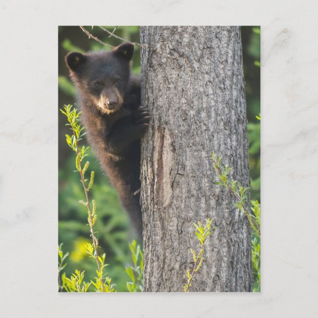 Postal Black Bear Cub en primavera (Anverso)