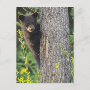 Postal Black Bear Cub en primavera