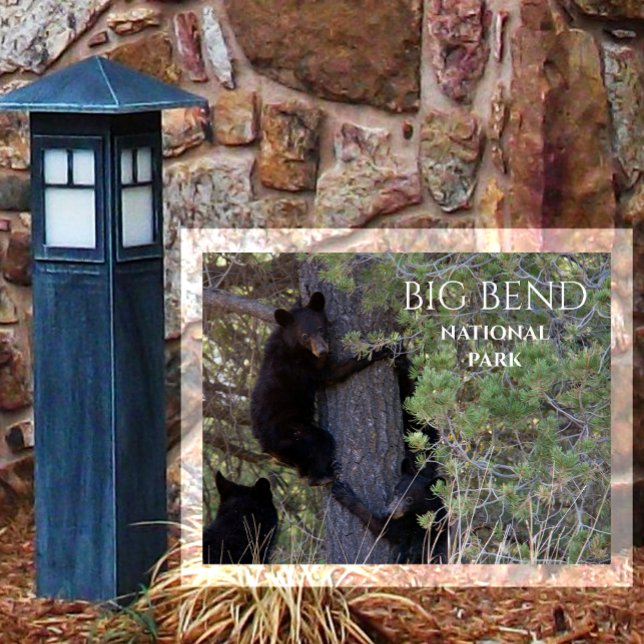 Postal Black Bear Cubs Climbing Pine Tree Big Bend NP (Subido por el creador)