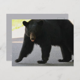 Postal Black Bear in Cades Cove - Great Smokey Mountains 
