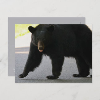 Postal Black Bear in Cades Cove - Great Smokey Mountains 