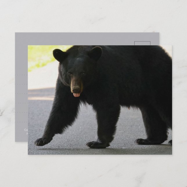 Postal Black Bear in Cades Cove - Great Smokey Mountains  (Anverso / Reverso)