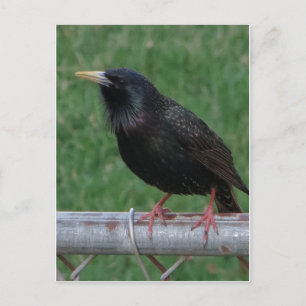 Postal Black Bird