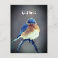 Black Bluebird